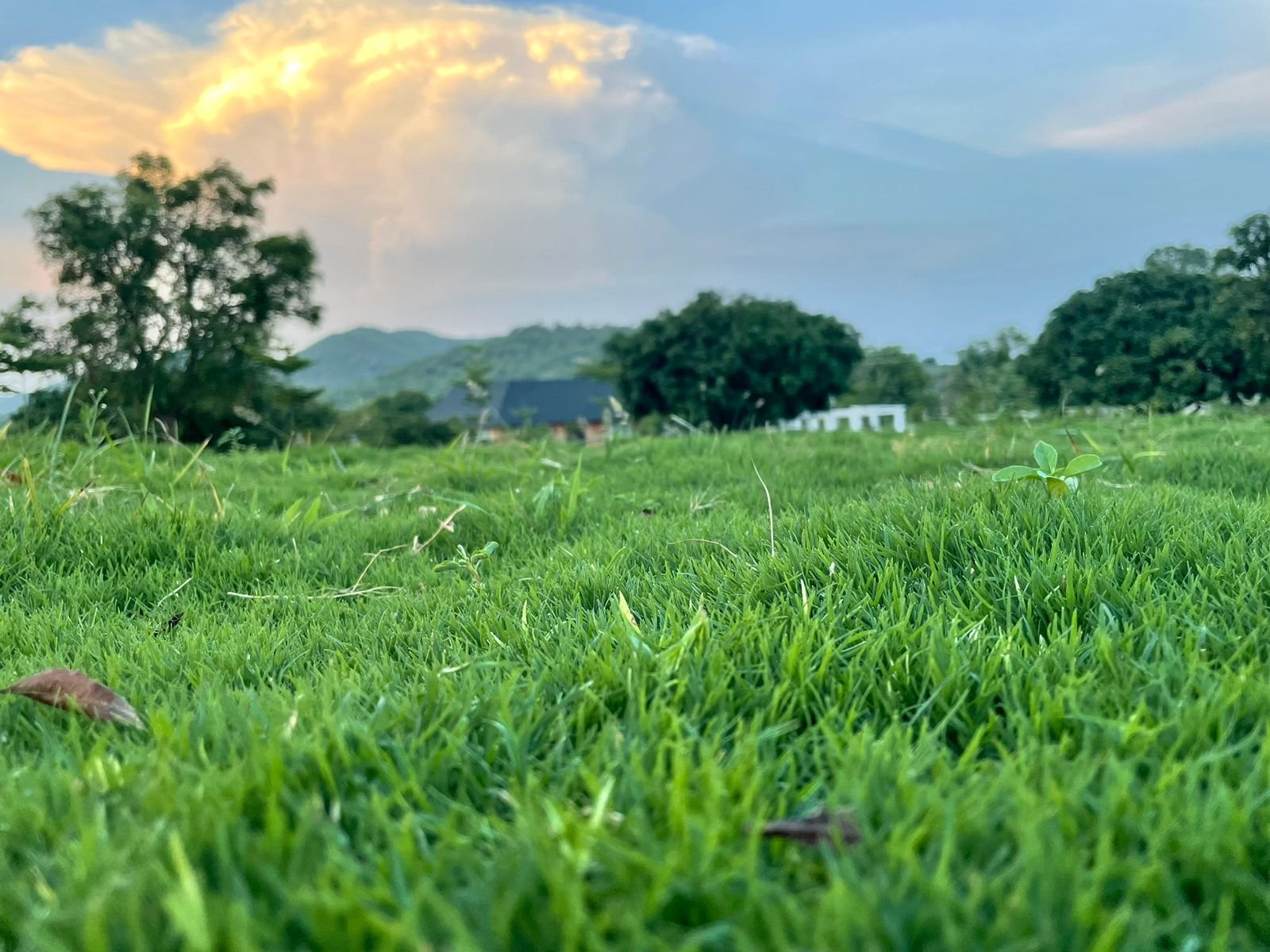 Low-angle view across the lawn at sunset